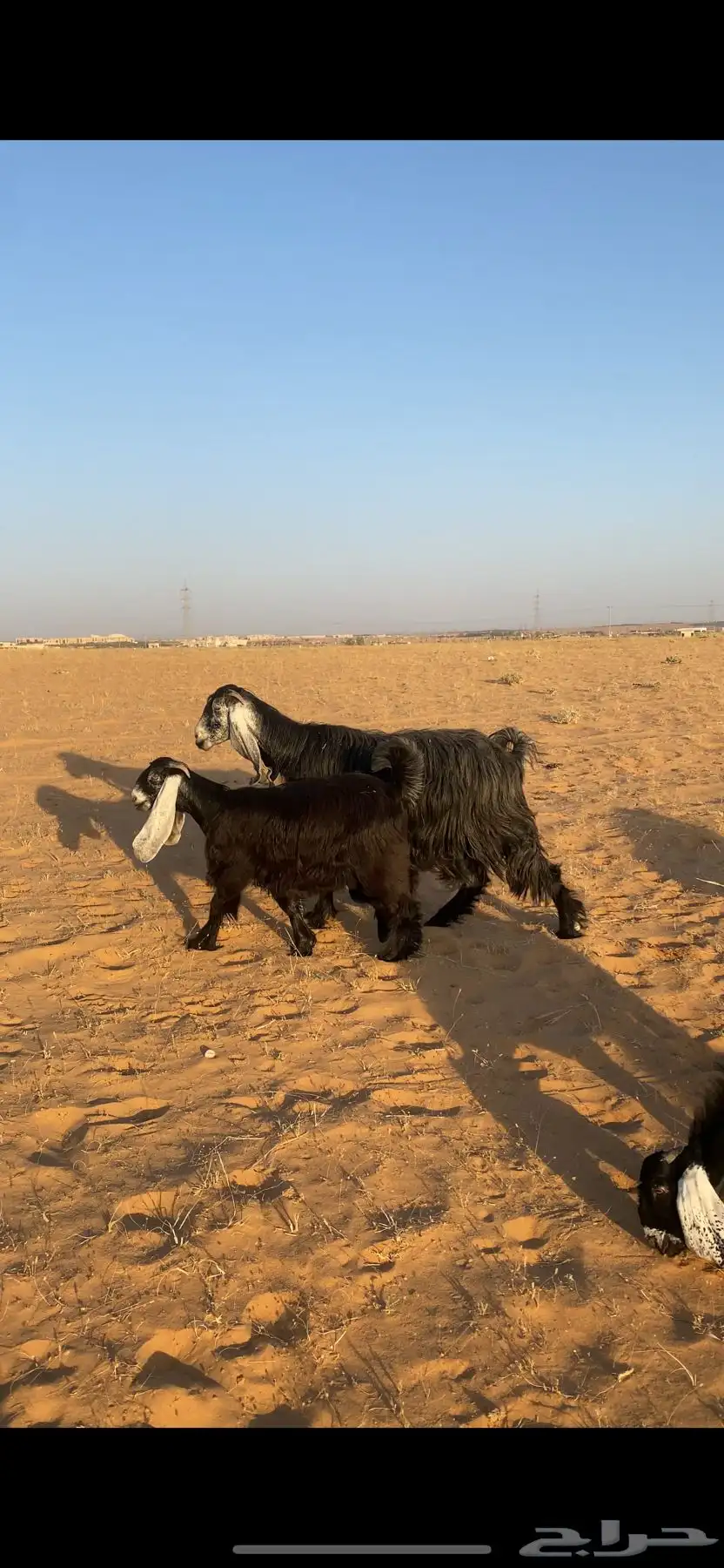 عارضه طيييبة تحتها جفرة 2