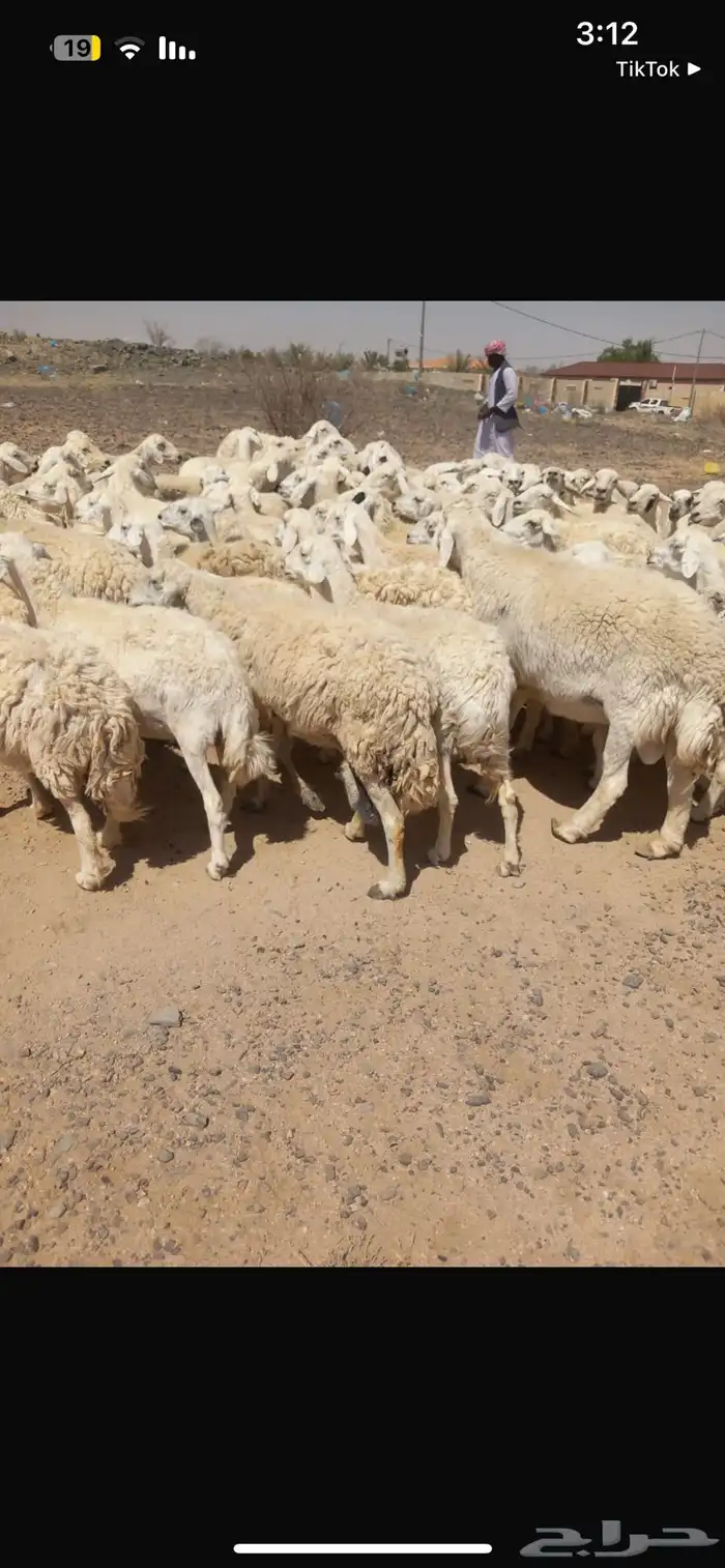غنم 95راس حرش 0