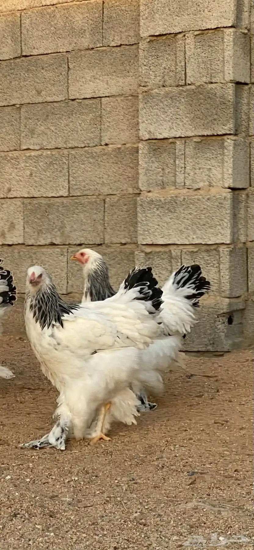 دجاج براهما كولمبي 10