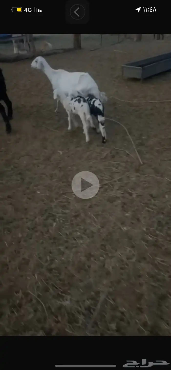 شاه معه خروف ورخل 0