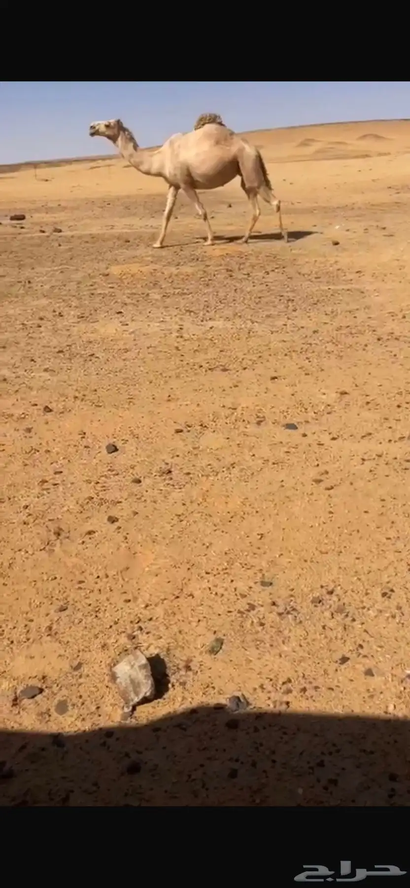 لقحه حبشا 0
