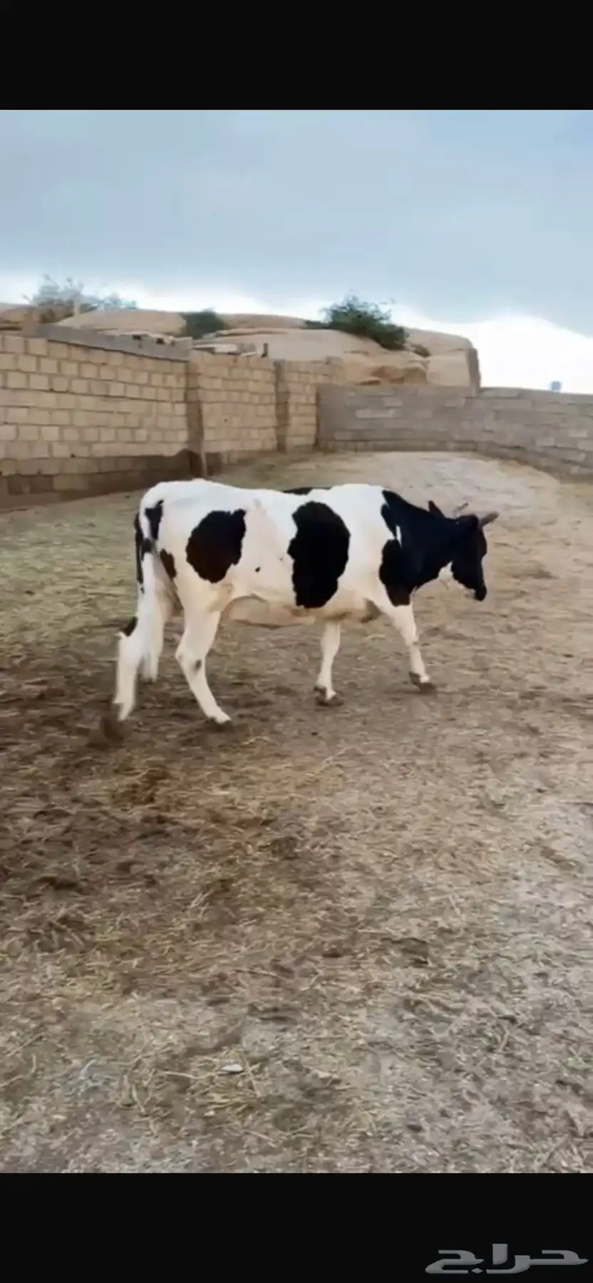 بقره حاليل فل شحم للبيع 3