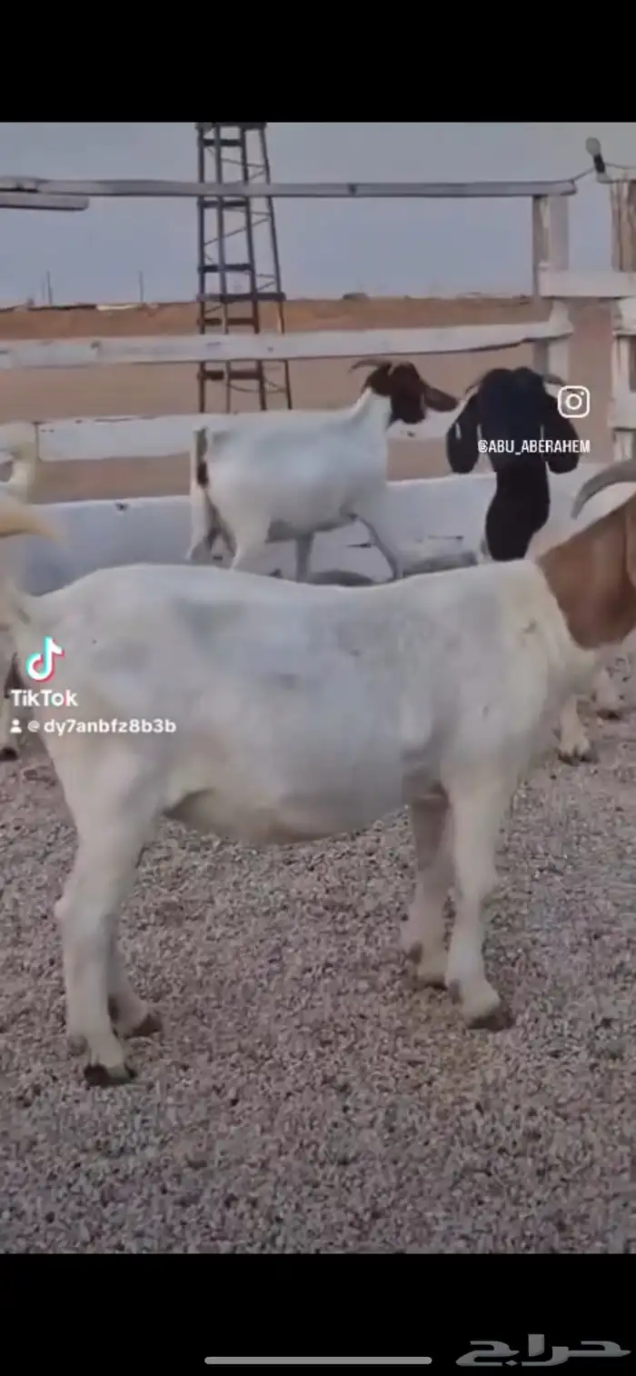 ماعزبورقت 2
