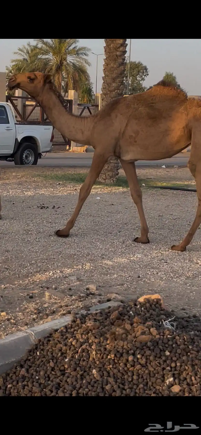 للبيع بكره باتليه كفو السن حقه سنه ونص تقريبا 0