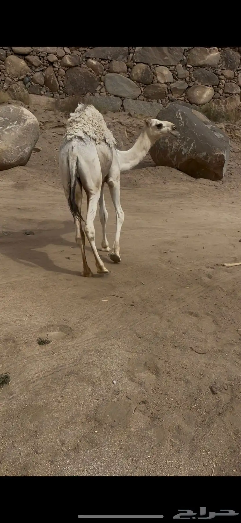 قعود للبيع 2