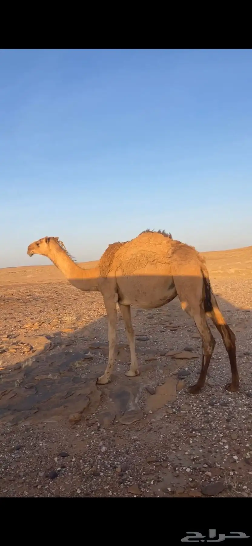 قعود وبكره للبيع 0