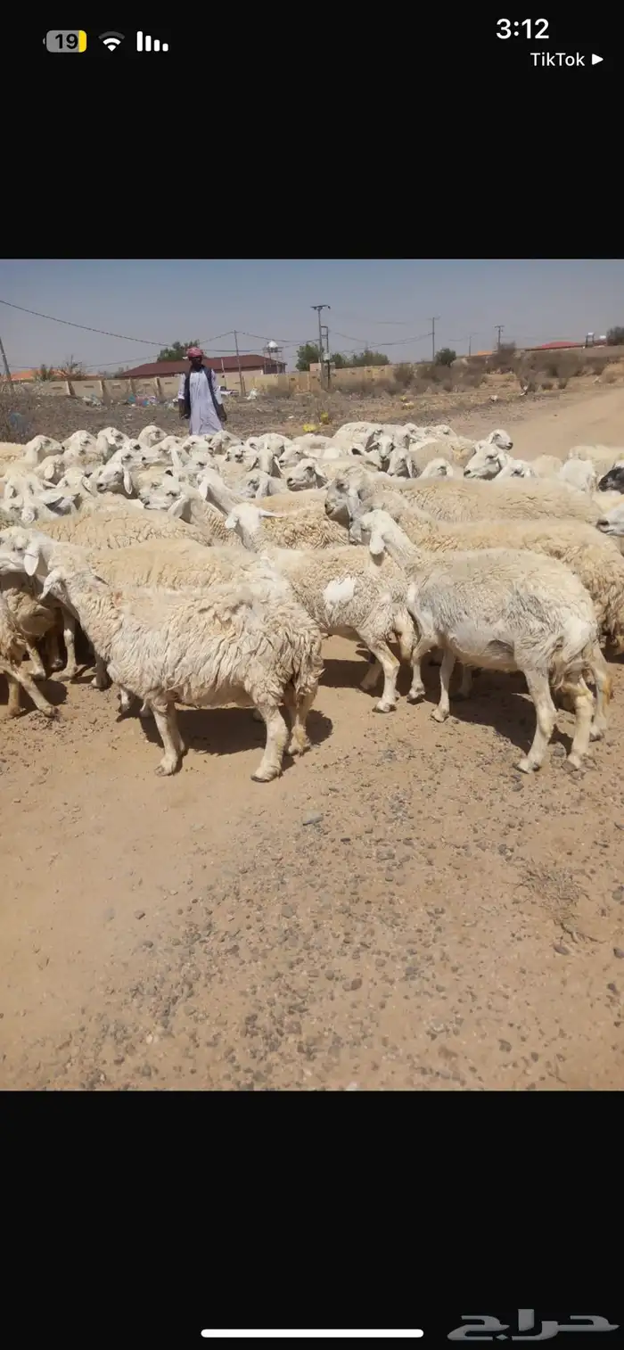 غنم 95راس حرش 1