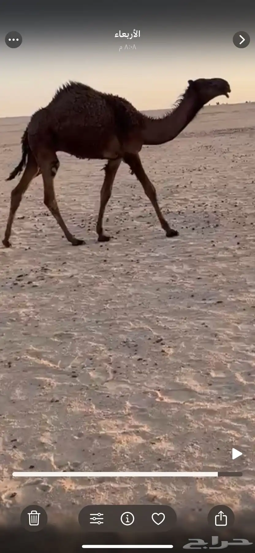 قعود رماني مستقبل فحل 0