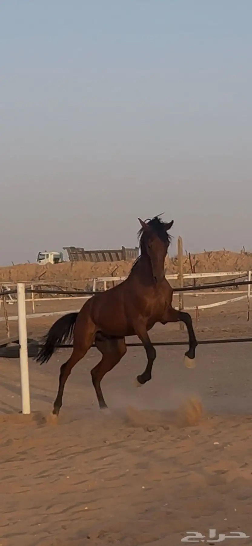 حصان شعبي 0