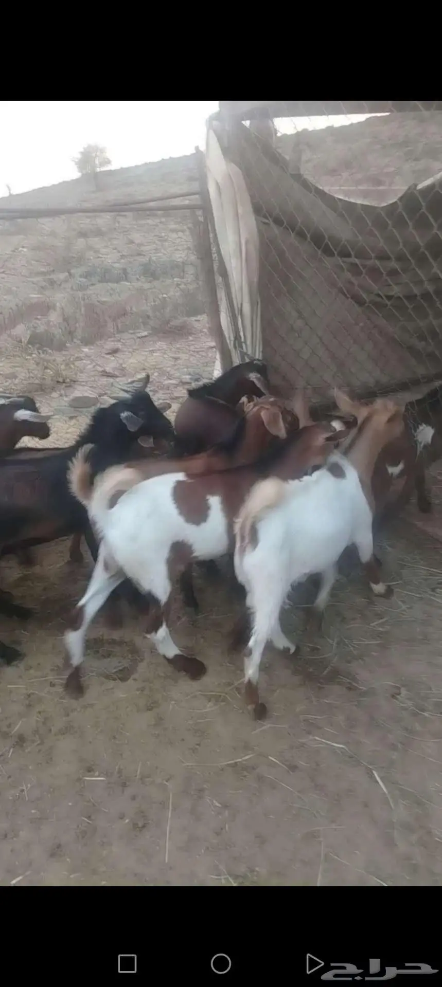 تيوس للبيع 2