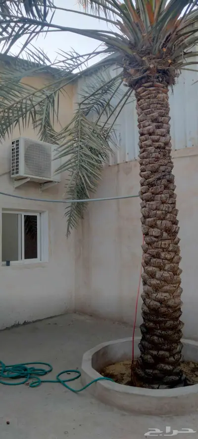 جلسات شباب او عوائل و غرفة موظفين و مزرعة بالأحساء 3