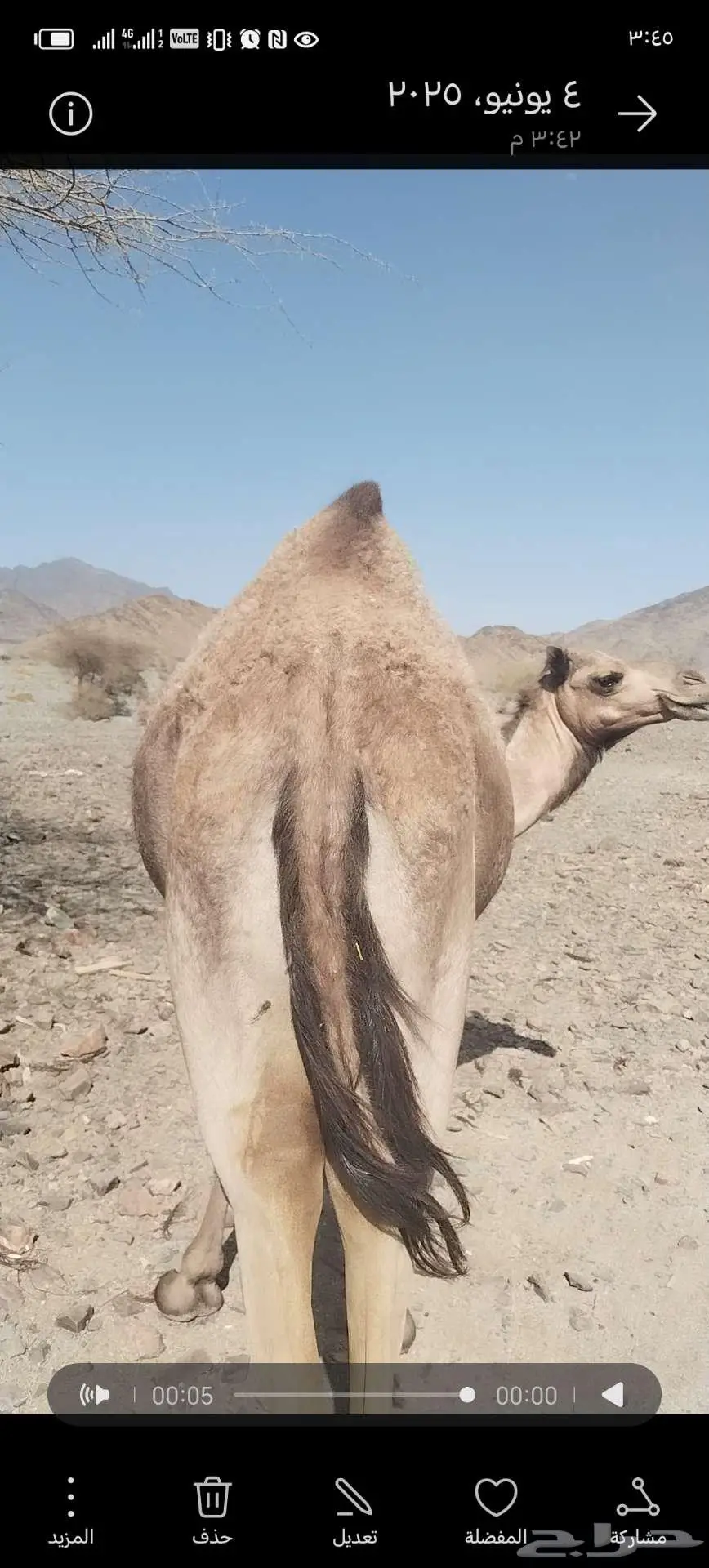 بكره حايل 3