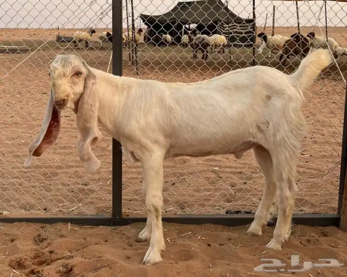 مشروع فحل ابرص 1