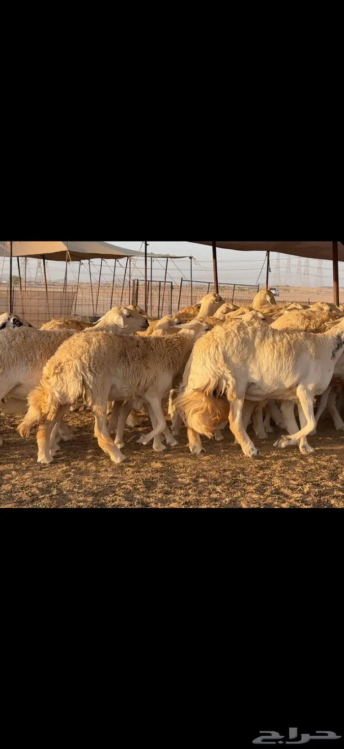 حريات حرش صنف الصنف 3