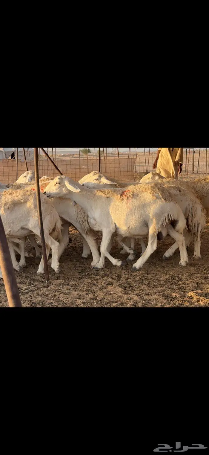 حريات حرش صنف الصنف 2