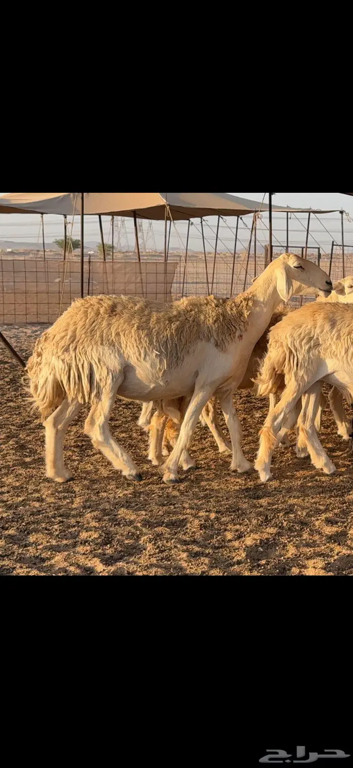 حريات حرش صنف الصنف 11