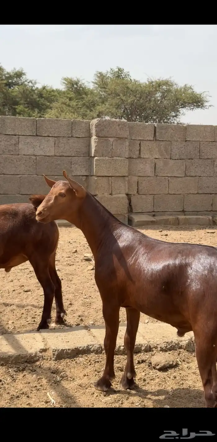 مشاريع دهم صنف فاخر 0