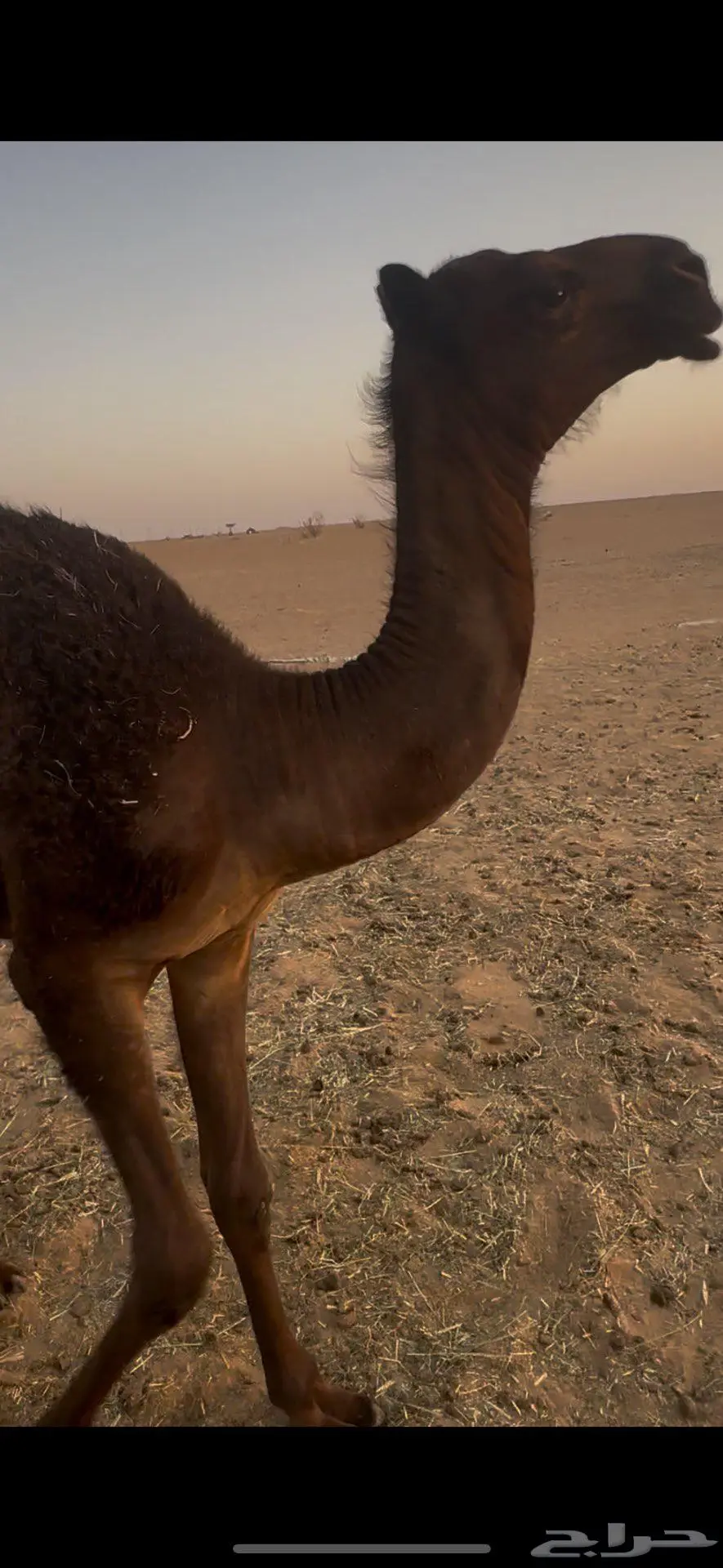 قعود كفووو 0