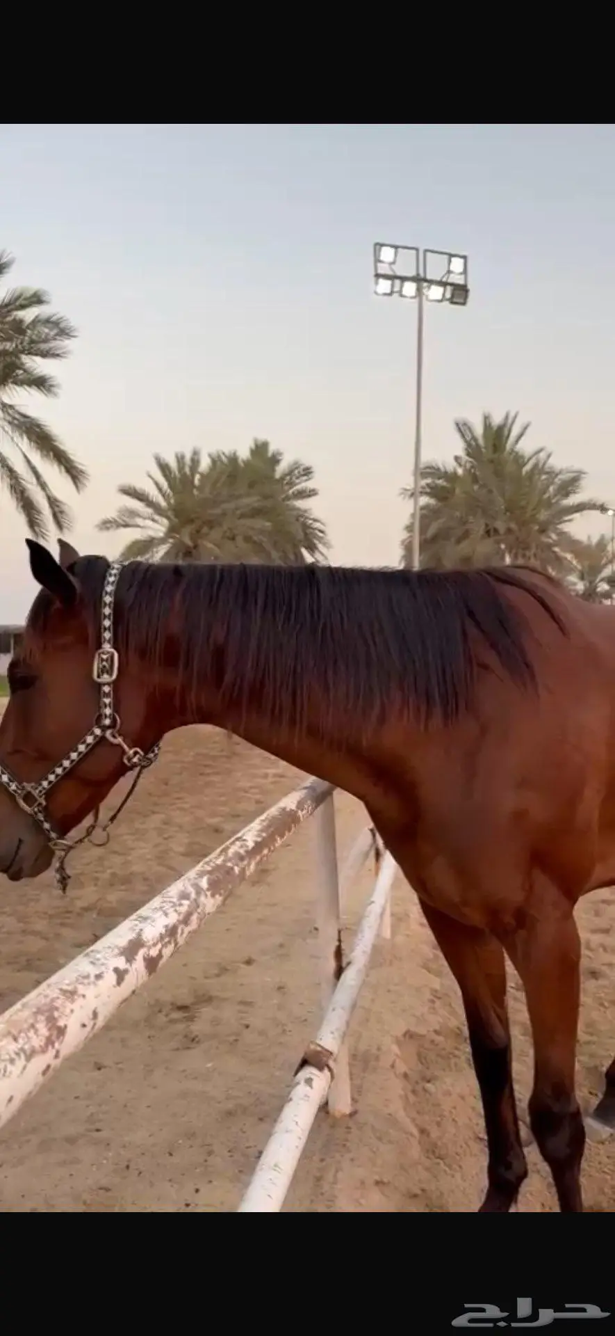حصان انجليزي ثروبريد 2