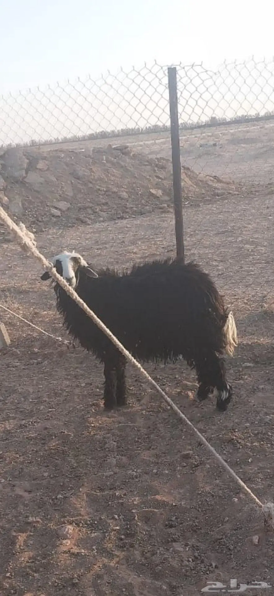 رخال وتيس للبيع 1