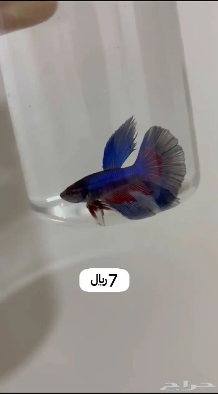 اسماك فايتر 2