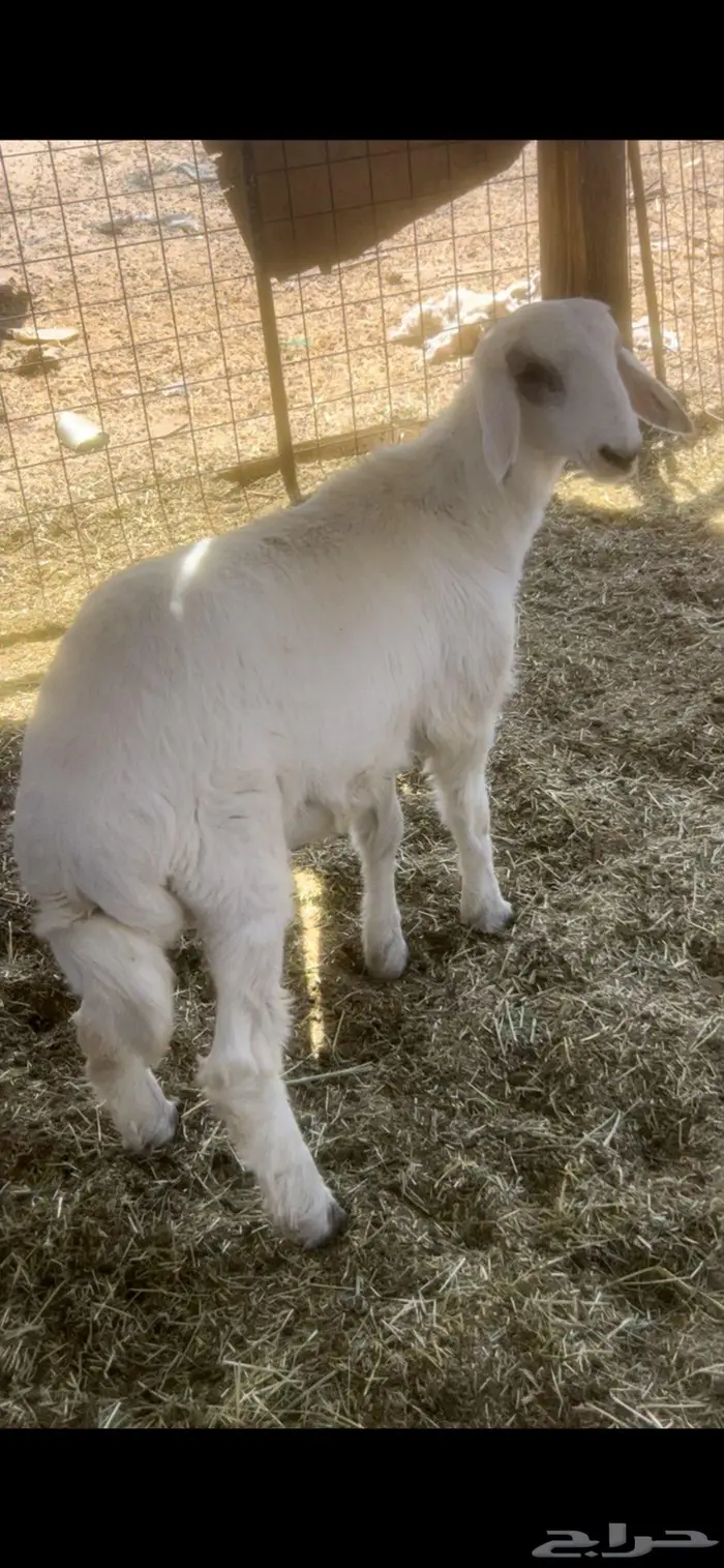 طلي حري 4 شهور تم البيع 1