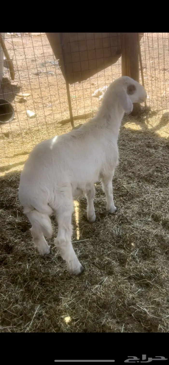 طلي حري 4 شهور تم البيع 0