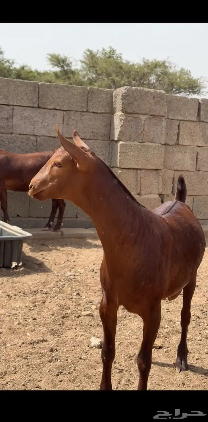 مشاريع دهم صنف فاخر 1