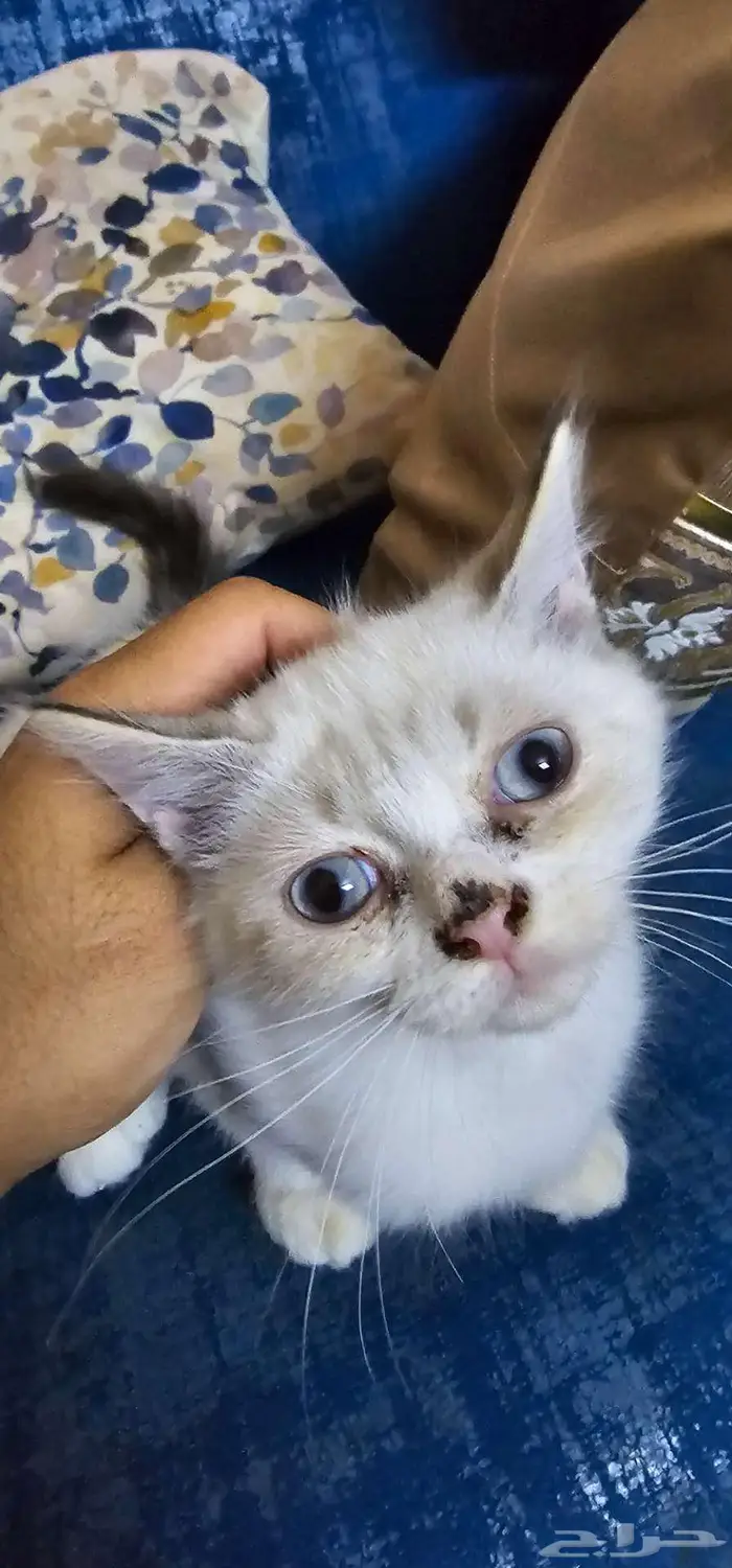 قطط همالايا للتبني 1