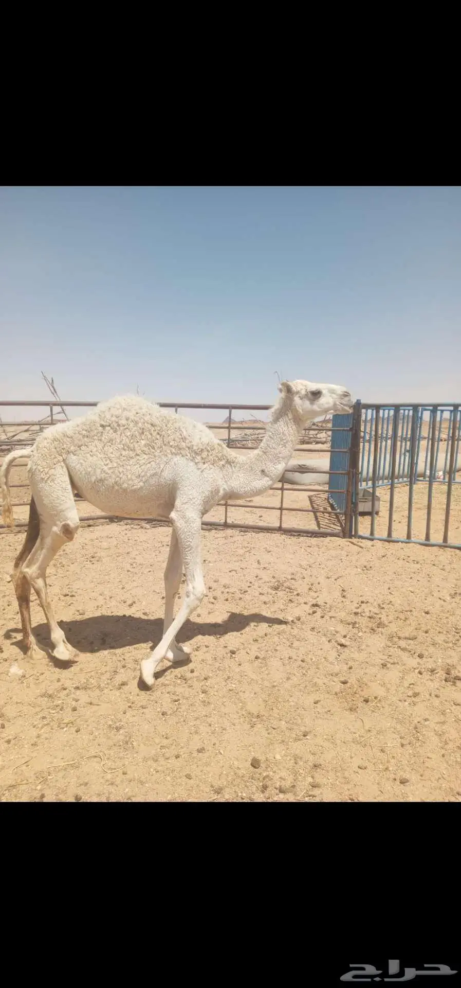 بكره مفروده للبيع 1