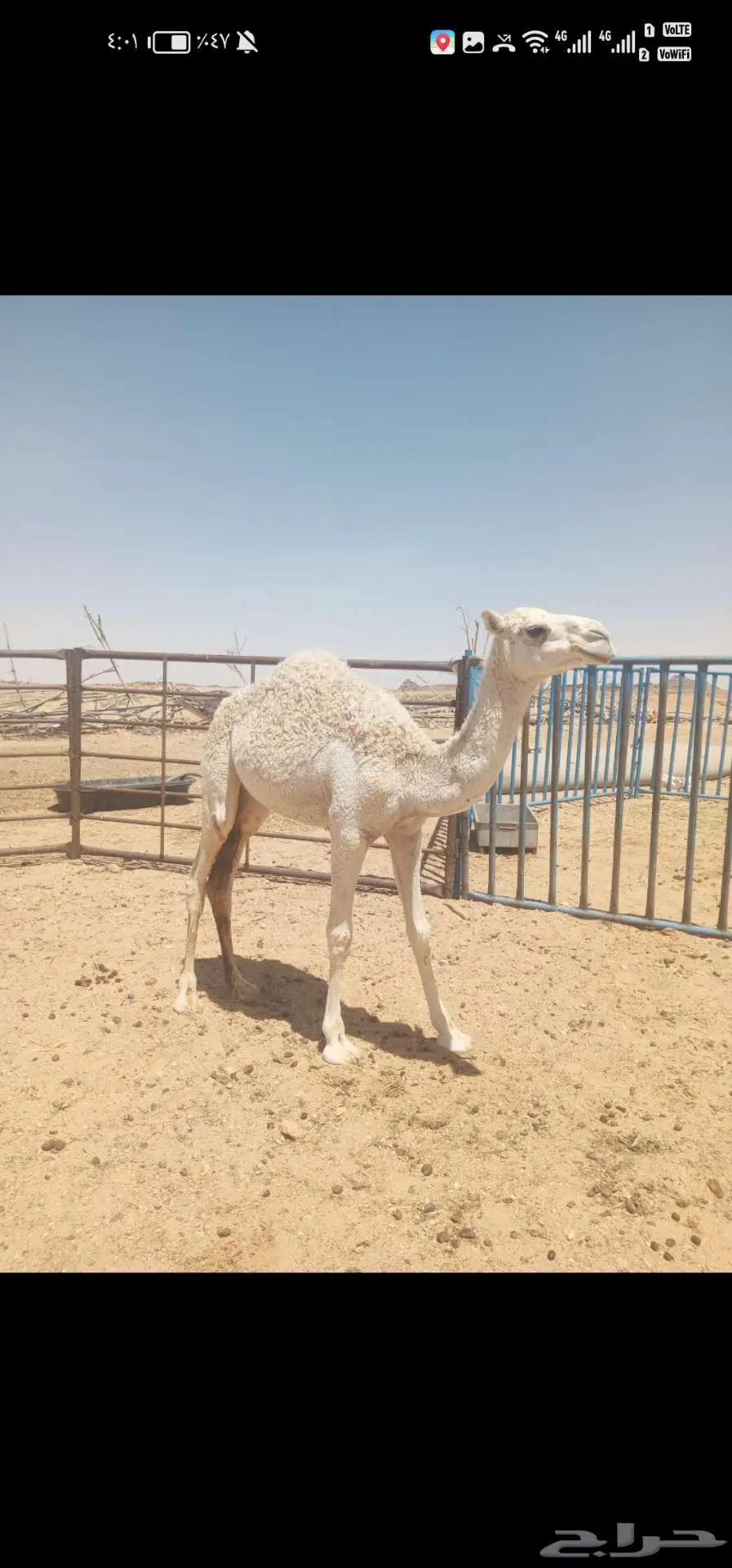 بكره مفروده للبيع 0