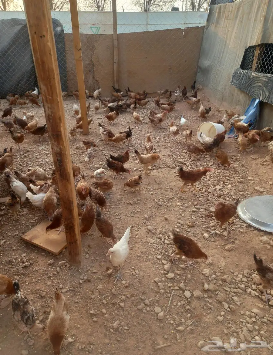 دجاج وديوك الخرج 6