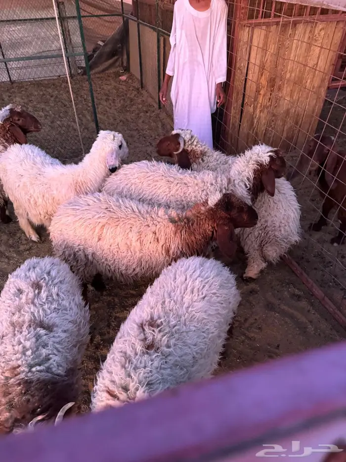 طلبات هرافى نعيمي 1