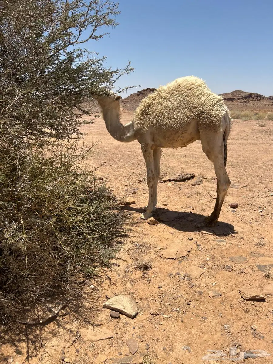 حيران للليع العدد 2 بريه طيبه 2