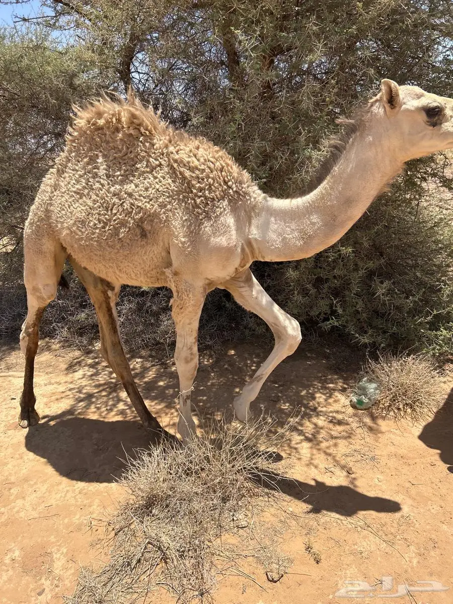 حيران للليع العدد 2 بريه طيبه 1