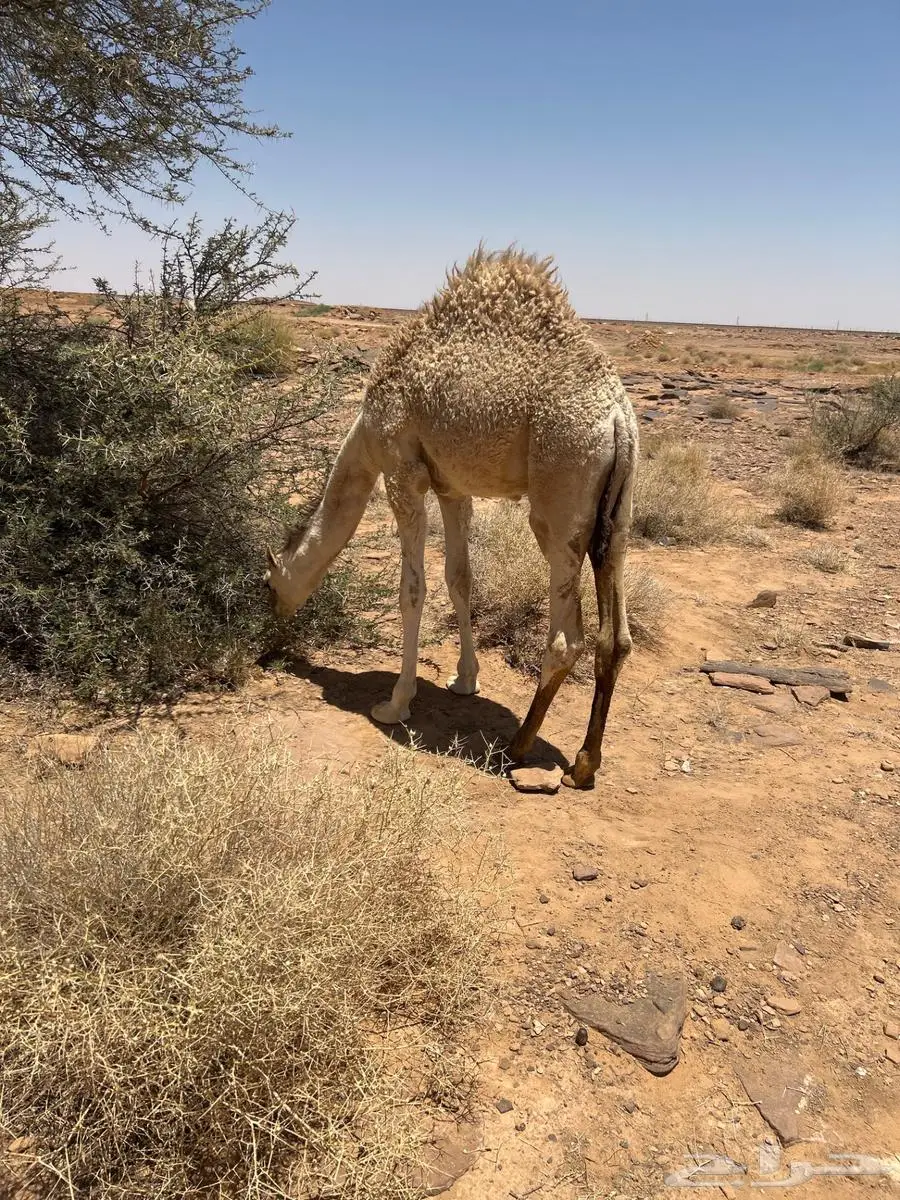 حيران للليع العدد 2 بريه طيبه 0