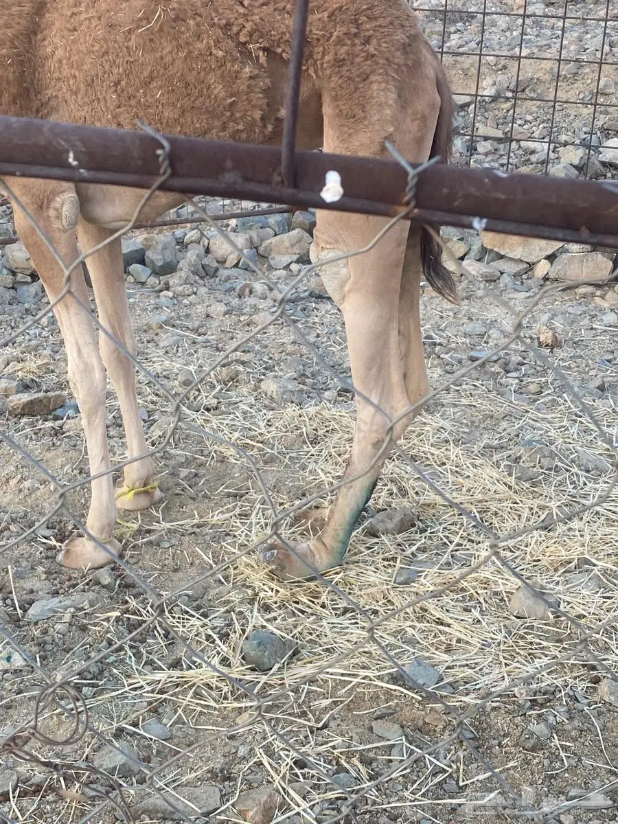 بكره حمرا جزر 0