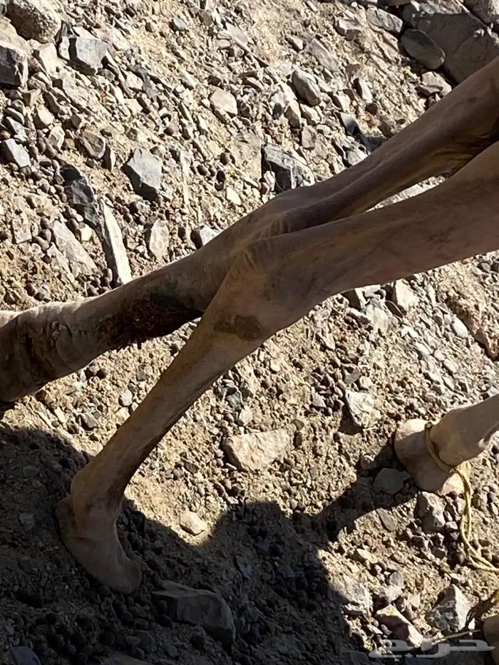 بكره حمرا جزر 2