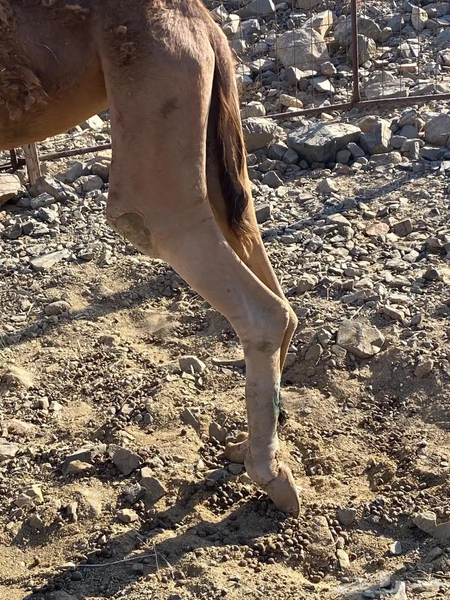 بكره حمرا جزر 3