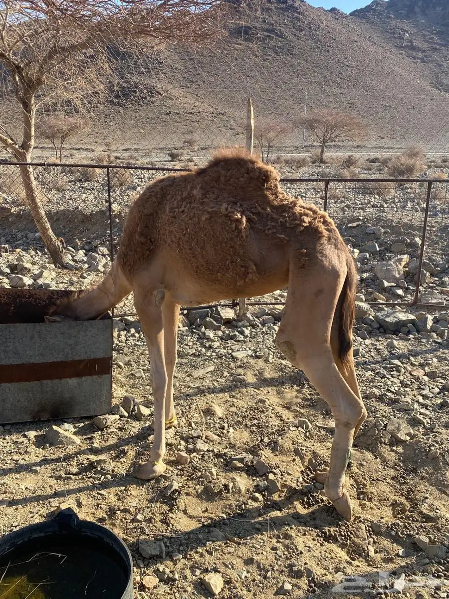 بكره حمرا جزر 1