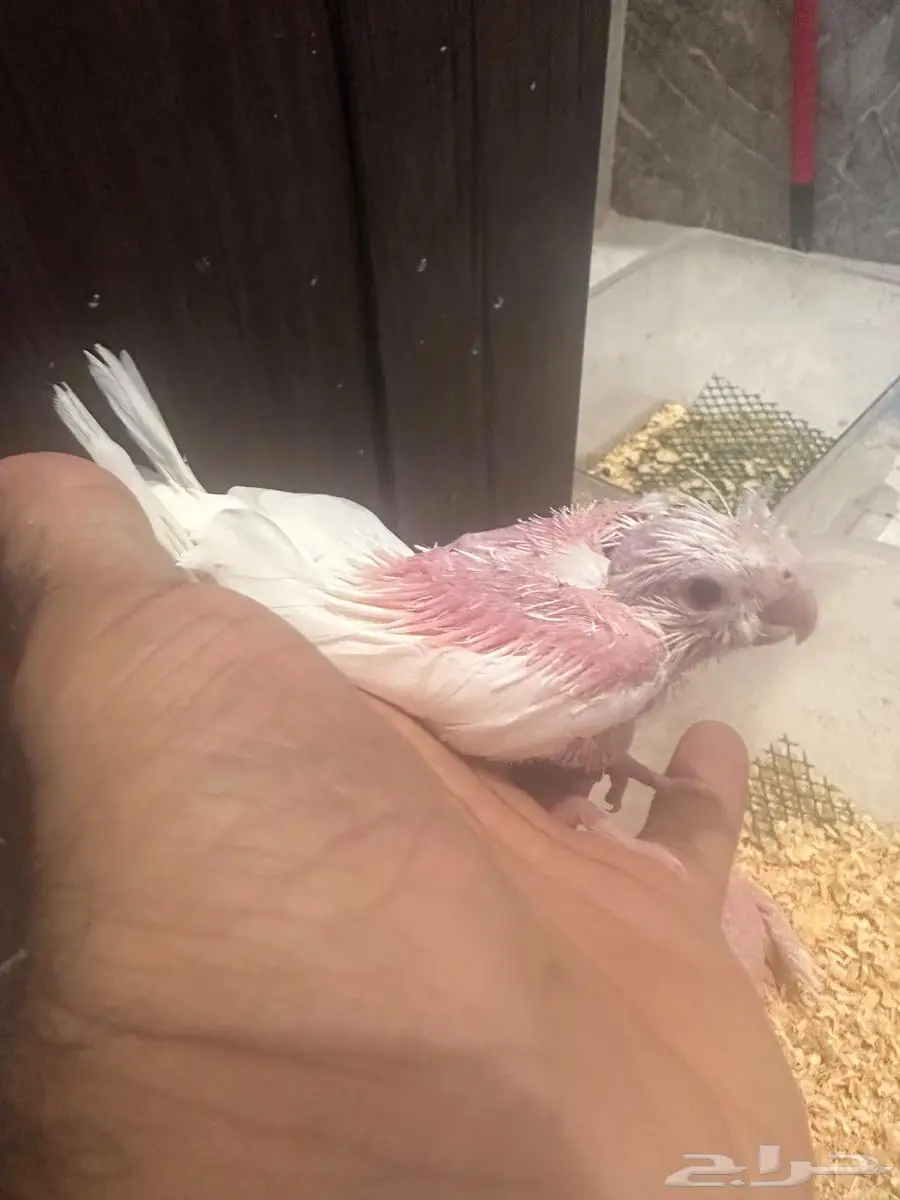 فروخ كروان 4