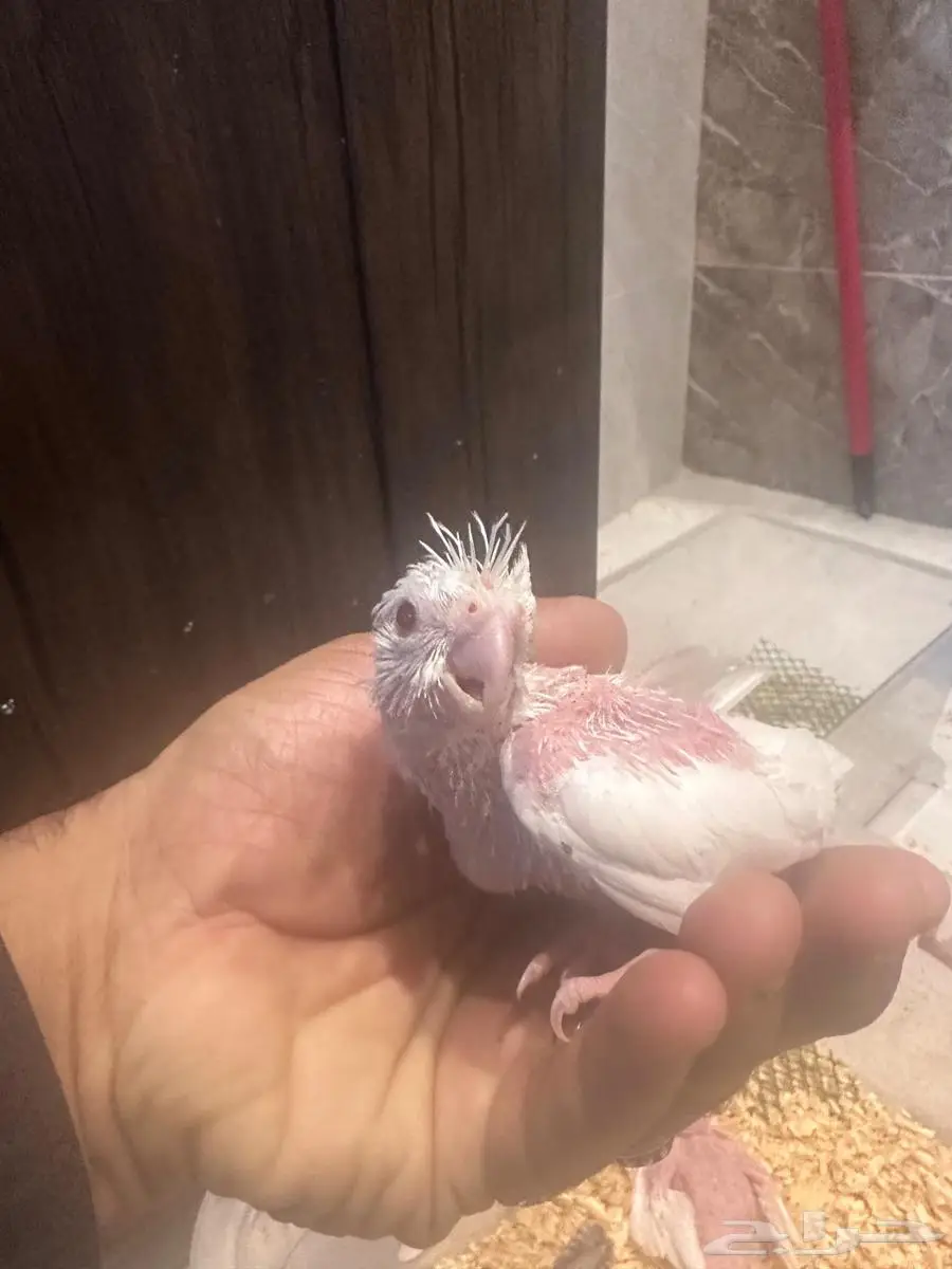فروخ كروان 2