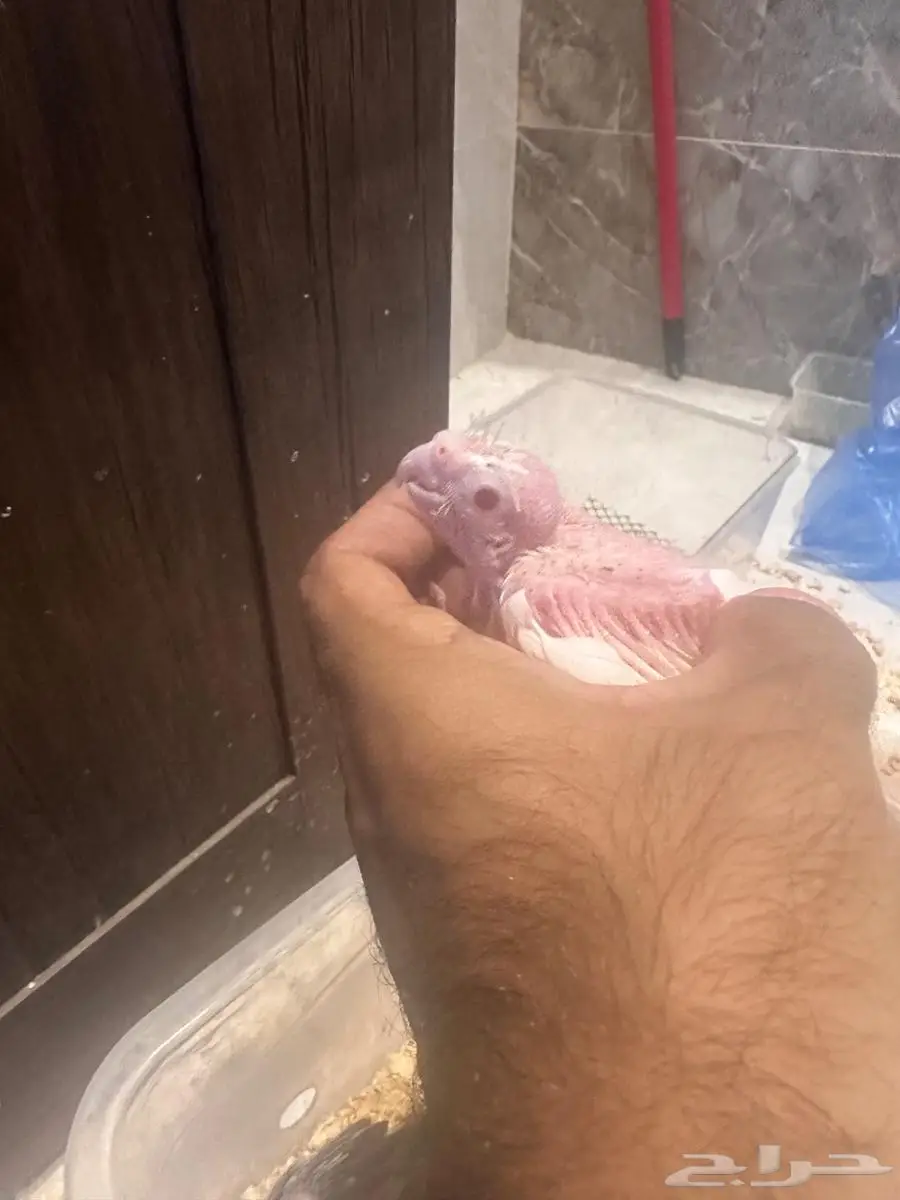 فروخ كروان 3