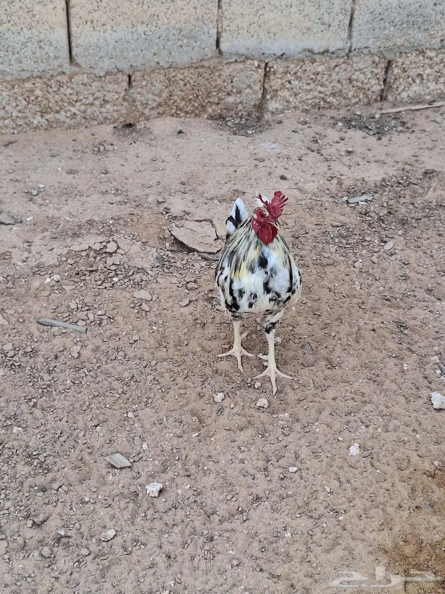 طيور دجاج 0