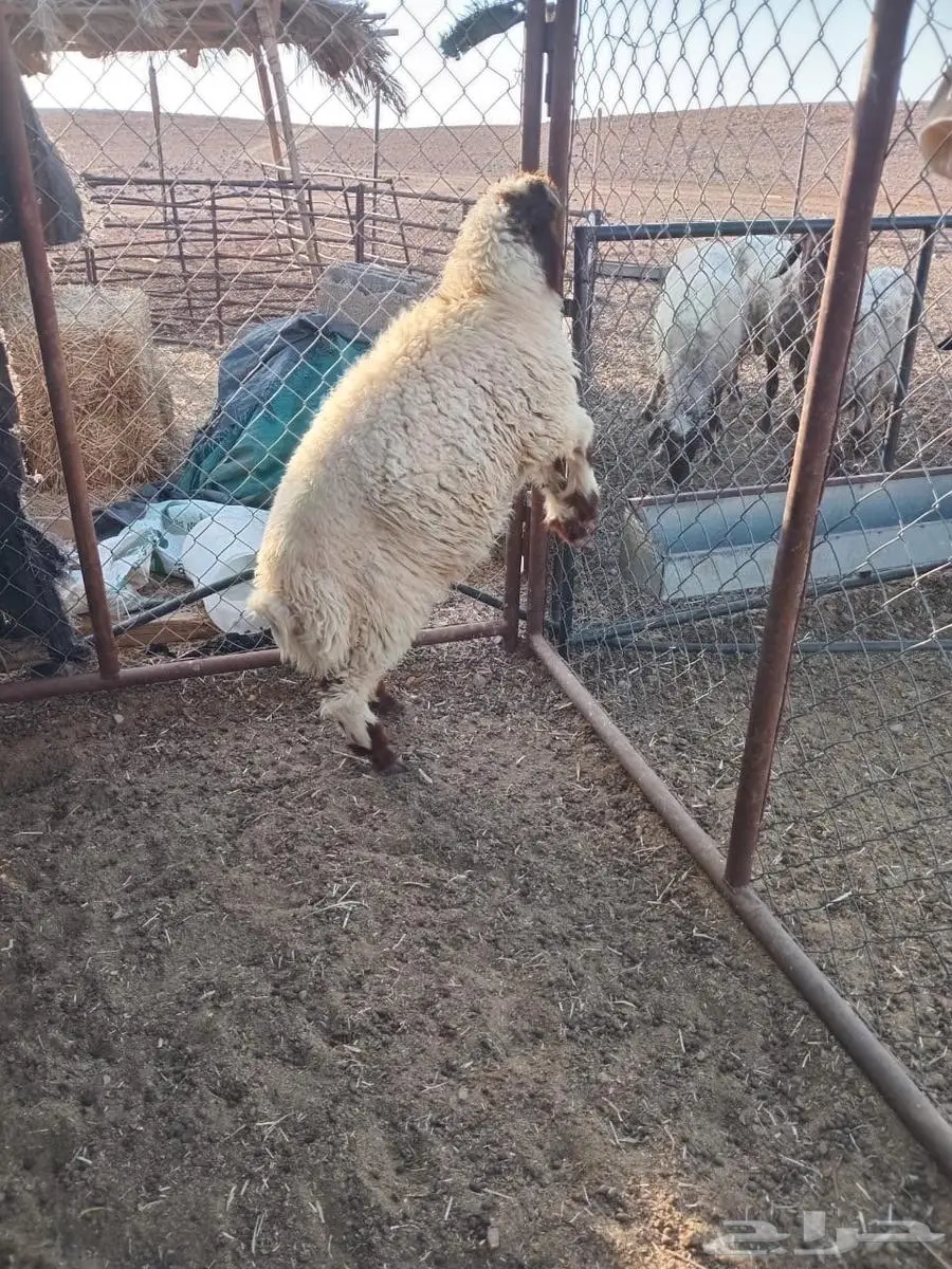 طلي. ذبيحه نعيمي 0