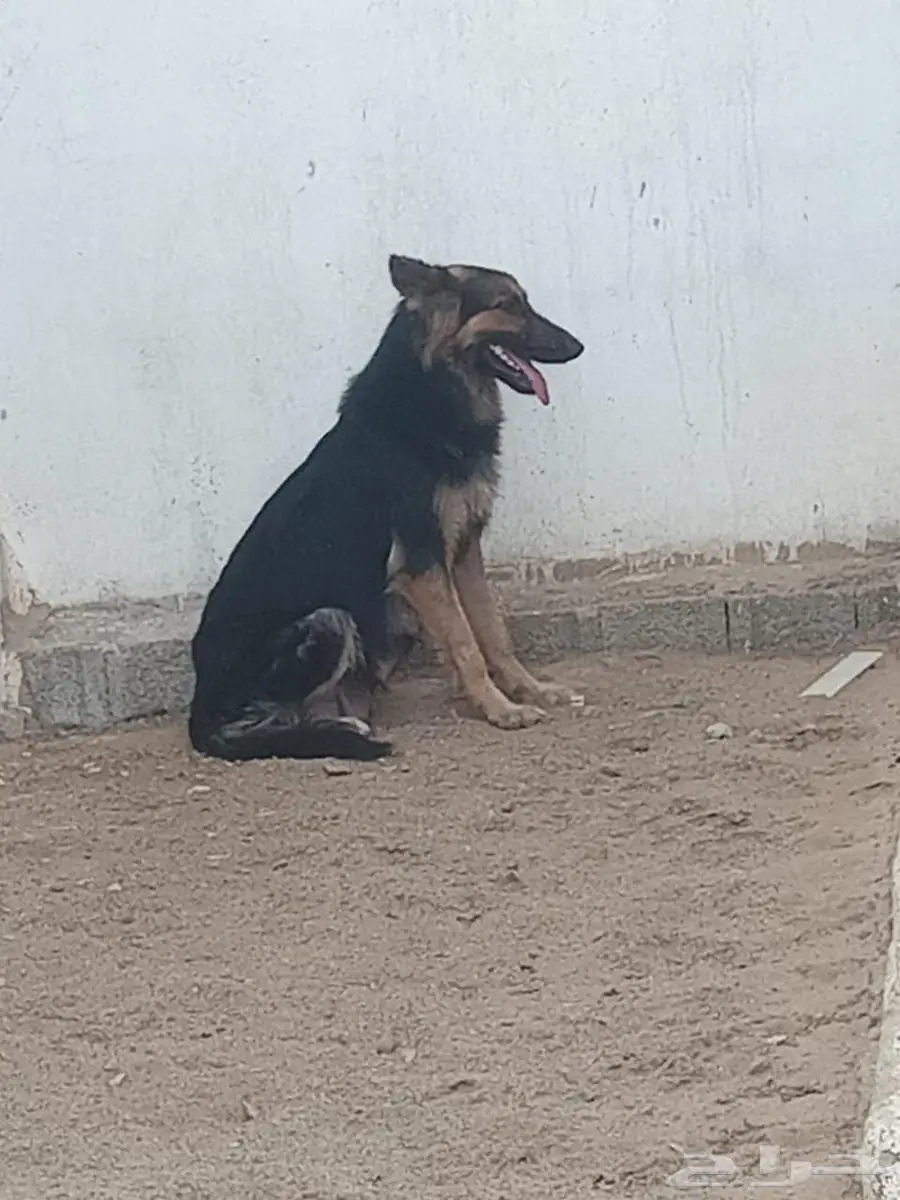 للبيع مجموعة كلاب جيرمن بلاك وسيبل 0
