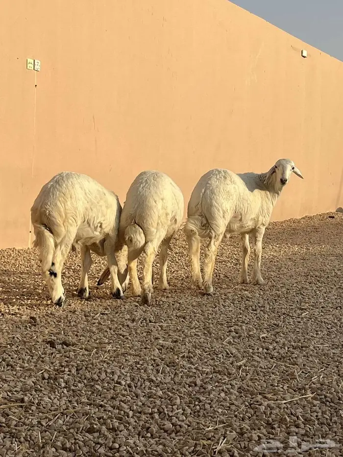 السلام عليكم ذبايح حريات كفو 0