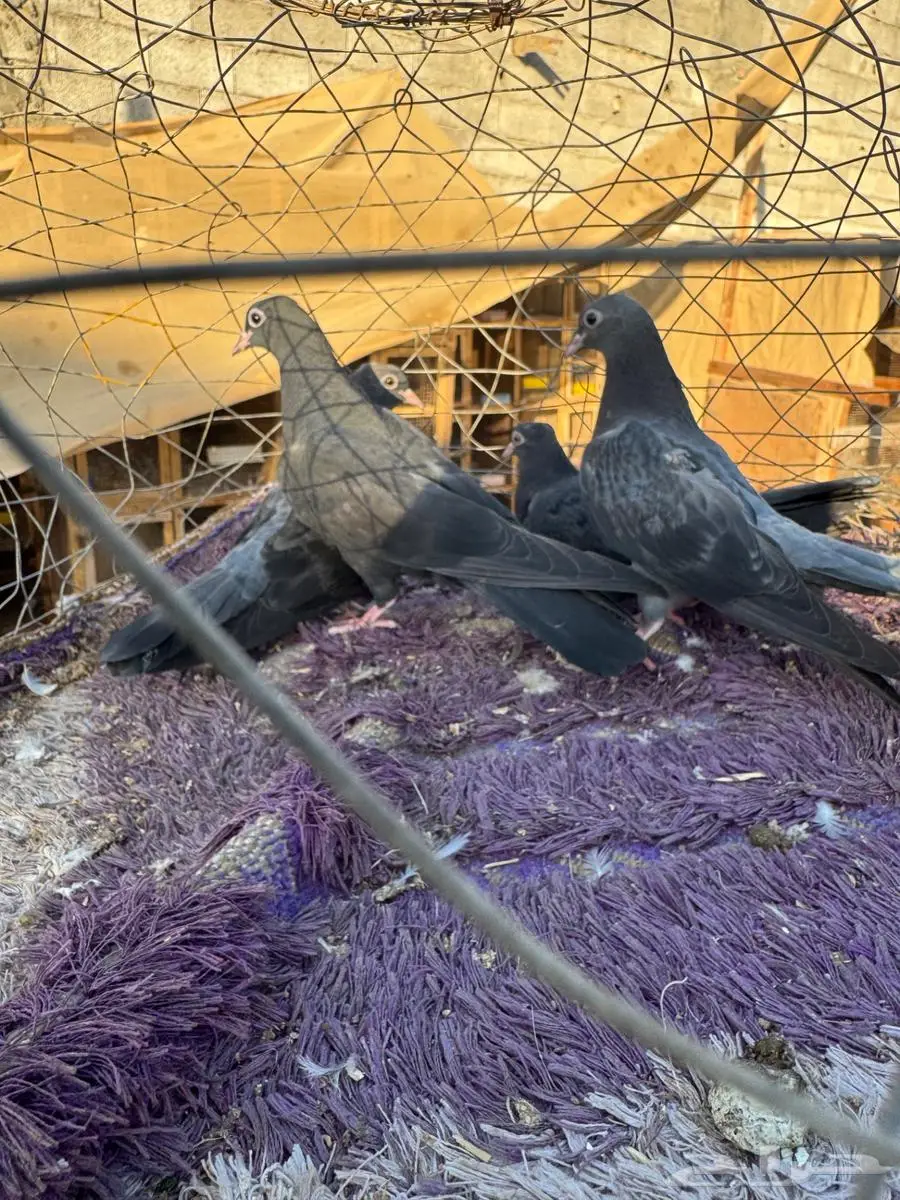 اربعه طبات صنعاني للبيع جمله او تفريد 2