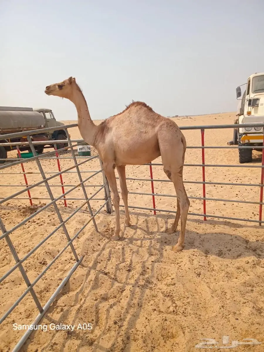 قعود للبيع بالجبيل 0