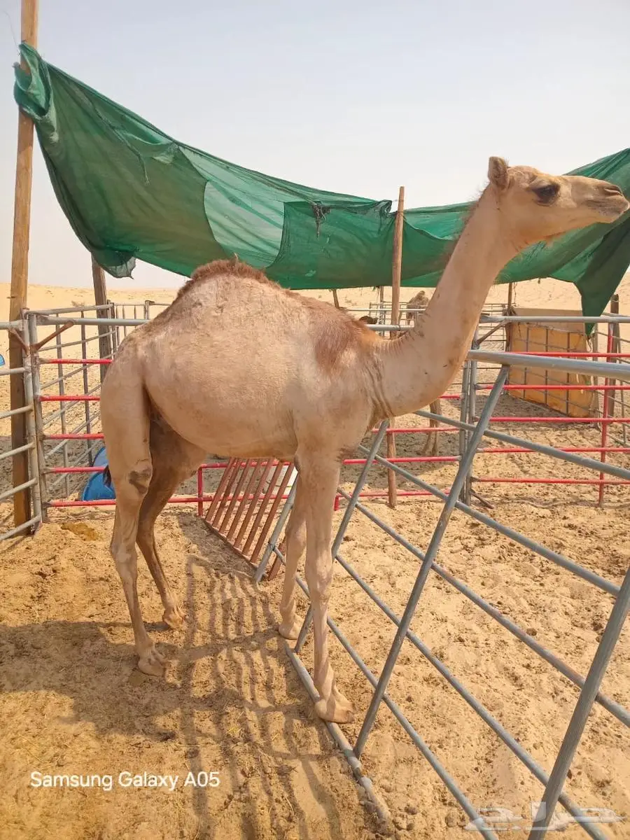 قعود للبيع بالجبيل 1